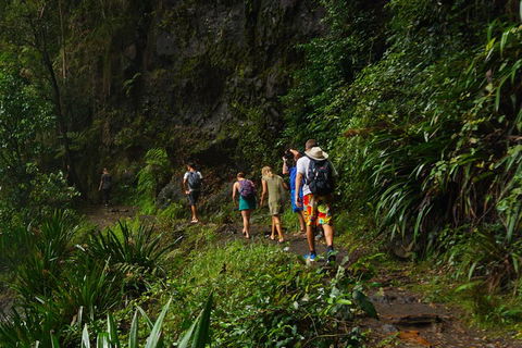 Glow Worms Private Tour - Nocturnal Rainforest Walk - Attractions Perth 1