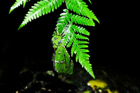 Glow Worms Private Tour - Nocturnal Rainforest Walk - Attractions Perth 2