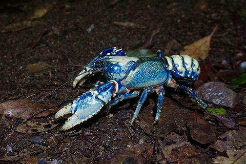 Glow Worms Private Tour - Nocturnal Rainforest Walk - Attractions Perth 4