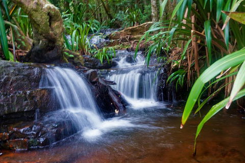 Glow Worms Private Tour - Nocturnal Rainforest Walk - Attractions Perth 5