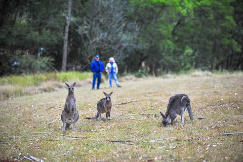 Private Blue Mountains And Winery Day-Trip From Sydney - Attractions Perth 5