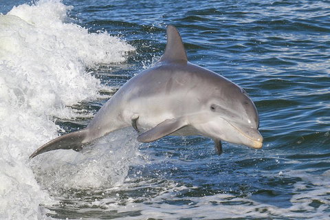 Noosa Oceanrider Scenic Dolphin Safari - Attractions Perth 0