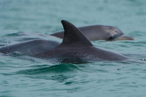 Noosa Oceanrider Scenic Dolphin Safari - Attractions Perth 1