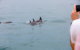 Noosa Oceanrider Scenic Dolphin Safari - thumb 2