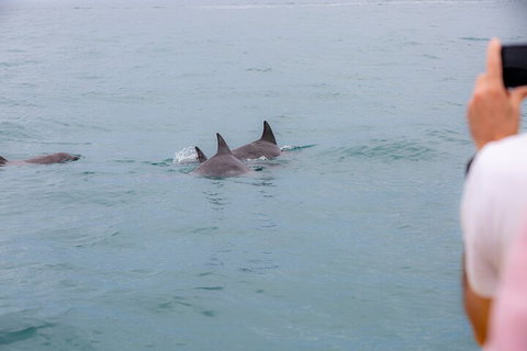 Noosa Oceanrider Scenic Dolphin Safari - Attractions Perth 2