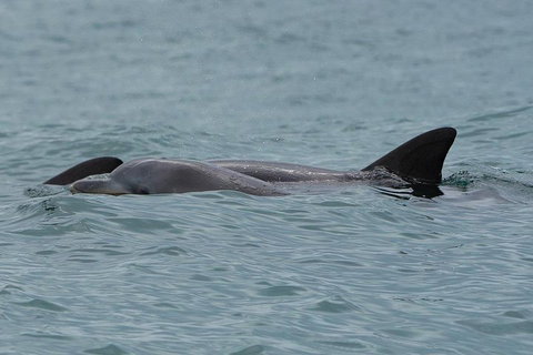 Noosa Oceanrider Scenic Dolphin Safari - Attractions Perth 3