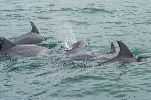 Noosa Oceanrider Scenic Dolphin Safari - Attractions Perth 5