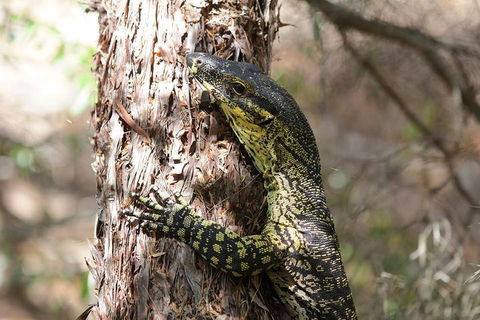 Byron Bay Hinterland Tour Including Rainforest Walk To Minyon Falls - Attractions Perth 1