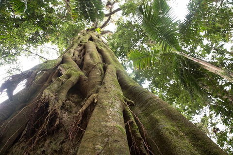 Byron Bay Hinterland Tour Including Rainforest Walk To Minyon Falls - Attractions Perth 2