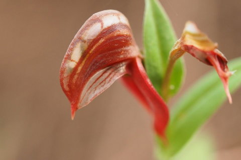 Wave Rock, Wild Flowers And Astro Photography - Attractions Perth 2