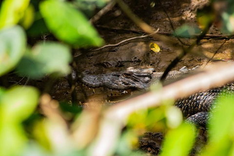 Cape Tribulation Day Tour - Attractions Perth 5
