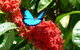 Daintree Rainforest, Cape Tribulation, Mossman Gorge Small-Group Day Tour - thumb 2