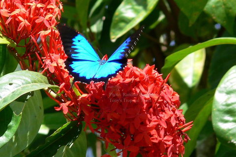 Daintree Rainforest, Cape Tribulation, Mossman Gorge Small-Group Day Tour - Attractions Perth 2