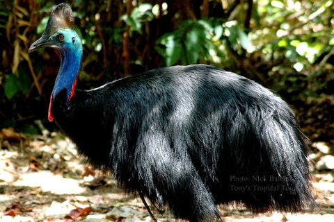 Daintree Rainforest, Cape Tribulation, Mossman Gorge Small-Group Day Tour - Attractions Perth 3