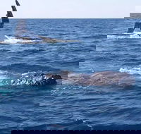 Noosa Whale Watching - Attractions Perth