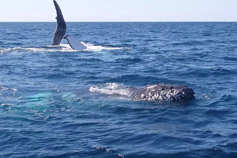 Noosa Whale Watching - Attractions Perth 0