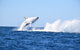 Noosa Whale Watching - thumb 1