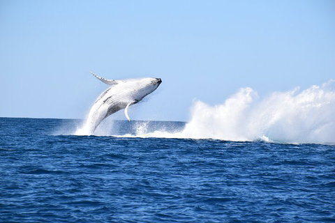 Noosa Whale Watching - Attractions Perth 1