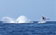 Noosa Whale Watching - thumb 2