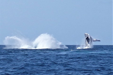 Noosa Whale Watching - Attractions Perth 2