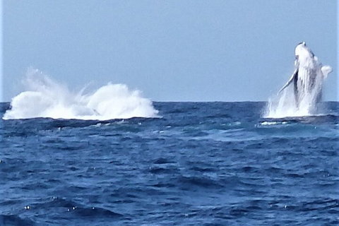 Noosa Whale Watching - Attractions Perth 3