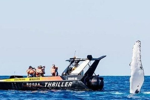 Noosa Whale Watching - Attractions Perth 4
