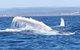 Noosa Whale Watching - thumb 5