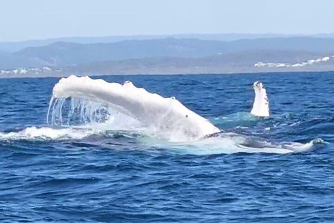 Noosa Whale Watching - Attractions Perth 5