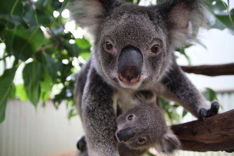 Kuranda Day Tour, TKS-RFS GRAND GOLD PLUS 0930 - Attractions Perth 1