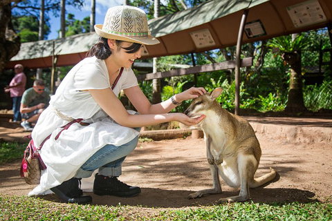 Kuranda Day Tour, TKS-RFS GRAND GOLD PLUS 0930 - Attractions Perth 3