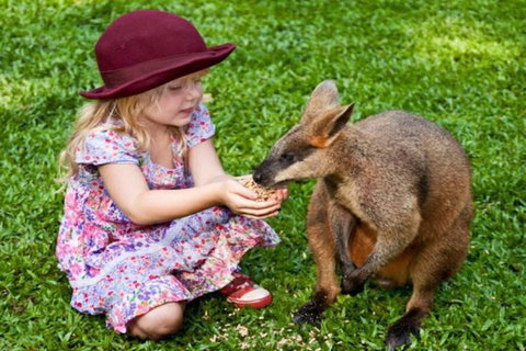 Kuranda Day Tour + HotAir Balloon Combo - Attractions Perth 0