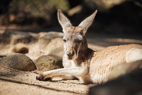 Sydney Taronga Zoo's Australian Animals Tour - Attractions Perth 2