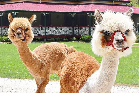 O'Reilly's & Lamington National Park From Gold Coast - Attractions Perth 3