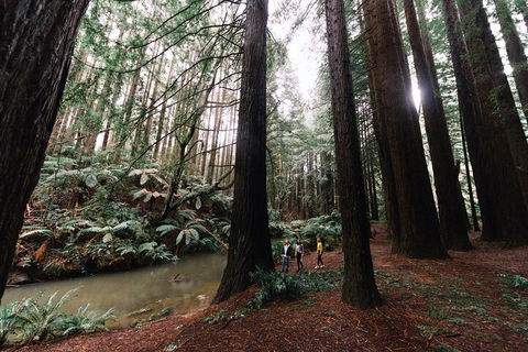 LGBT+ Friendly 3 Day Private Tour Great Ocean Road & Phillip Island - Attractions Perth 2