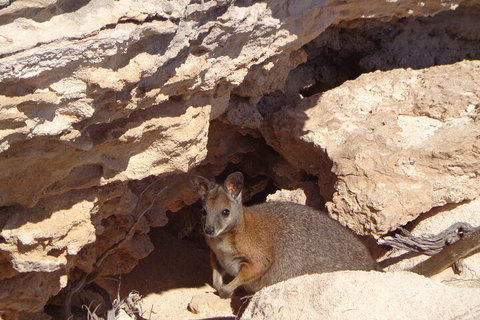 Shipwreck Special Full Day Tour Of The Abrolhos Islands - Attractions Perth 4