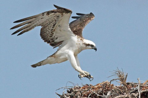 Pink Lake + Abrolhos Islands Nature Tour - Attractions Perth 3