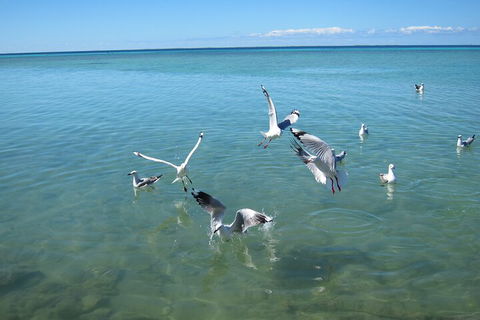 Pink Lake + Abrolhos Islands Nature Tour - Attractions Perth 5