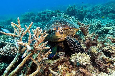 Great Barrier Reef Day Cruise From Cairns Including Snorkeling And Marine Biologist Presentation - Attractions Perth 4