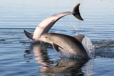 Kayak Tour In Adelaide Dolphin Sanctuary - Attractions Perth 5