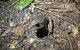 Evening Rainforest & Glow Worm Experience - thumb 1