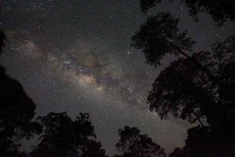 Evening Rainforest & Glow Worm Experience - Attractions Perth 4