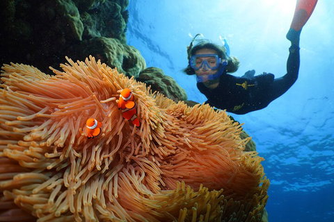 Silversonic Outer Great Barrier Reef Dive And Snorkel Cruise From Port Douglas - Attractions Perth 3