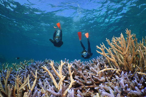 Silversonic Outer Great Barrier Reef Dive And Snorkel Cruise From Port Douglas - Attractions Perth 4