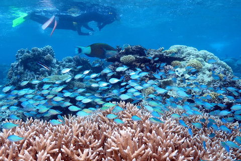 Silversonic Outer Great Barrier Reef Dive And Snorkel Cruise From Port Douglas - Attractions Perth 5