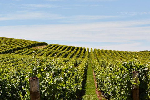 West Tamar Wine Tour - Attractions Perth 2