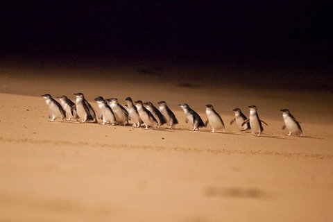 The Ultimate Melbourne Attractions Pass - Attractions Perth 5