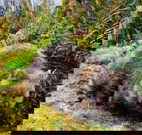 Cradle Mountain National Park Day Tour from Launceston - Attractions Perth