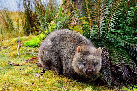 Cradle Mountain National Park Day Tour From Launceston - Attractions Perth 0