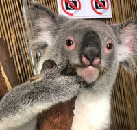 Kuranda Tour Deluxe Course with Kuranda 3 Zoos or Free Course - Attractions Perth