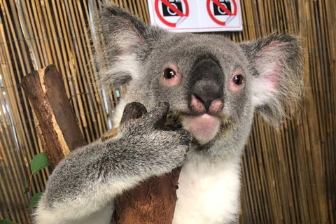 Kuranda Tour Deluxe Course With Kuranda 3 Zoos Or Free Course - Attractions Perth 0